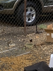 Sturnus vulgaris