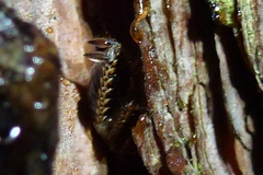 Ectobius sylvestris