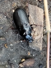 Harpalus caliginosus
