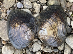 Lasmigona complanata