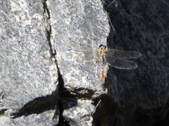Erpetogomphus compositus