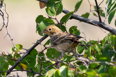 Emberiza hortulana