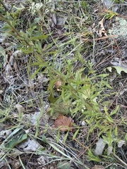 Eupatorium linearifolium