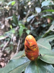 Costus