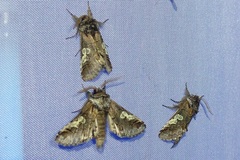 Diloba caeruleocephala