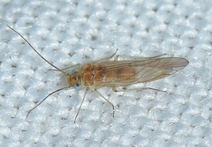 Cuneopalpus cyanops