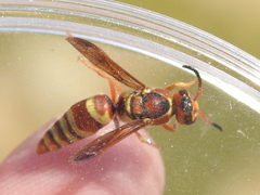 Euodynerus pratensis