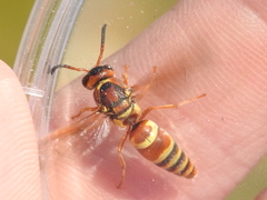 Euodynerus pratensis