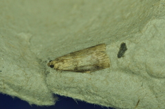 Acrobasis