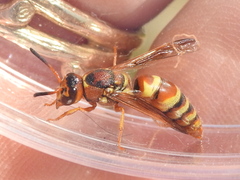 Euodynerus pratensis