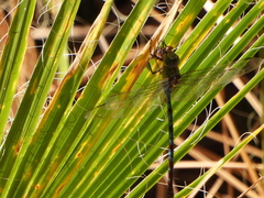 Anax walsinghami