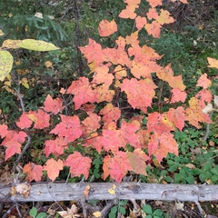 Acer