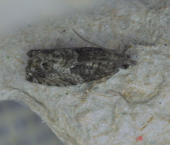 Epinotia