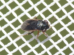 Geocoris uliginosus