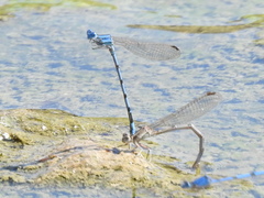 Argia nahuana