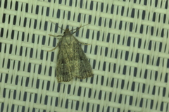 Hypenodes fractilinea