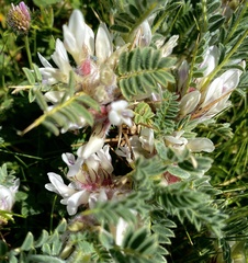 Astragalus sempervirens