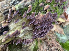 Trichaptum biforme