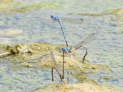 Argia nahuana