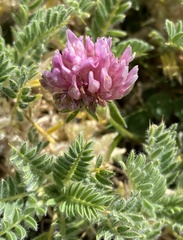 Astragalus sempervirens