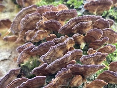Trichaptum biforme