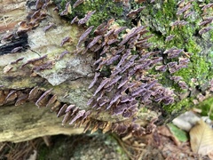 Trichaptum biforme
