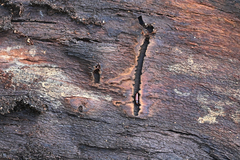 Pityogenes chalcographus