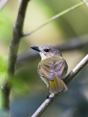 Pachycephala orpheus