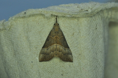 Hypena eductalis