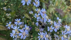 Bombus impatiens