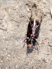 Harpalus caliginosus