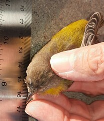 Leiothlypis ruficapilla