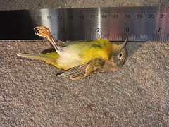 Leiothlypis ruficapilla