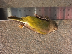 Leiothlypis ruficapilla