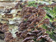 Trichaptum biforme