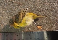 Leiothlypis ruficapilla