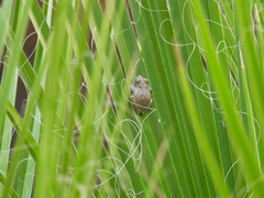 Pseudacris cadaverina