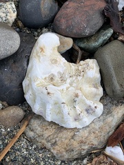 Ostreidae
