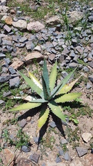 Agave xylonacantha