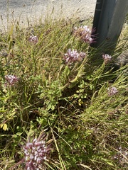 Polanisia dodecandra