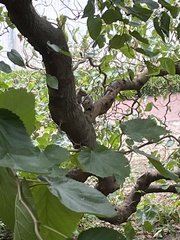 Sciurus carolinensis