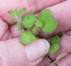 Nertera dichondrifolia