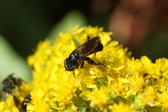 Chalcosyrphus piger