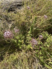 Polanisia dodecandra