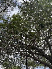 Schinus terebinthifolia