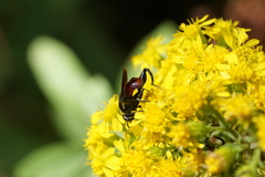 Chalcosyrphus piger