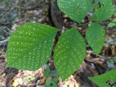 Cladrastis kentukea