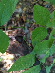 Cladrastis kentukea