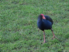 Porphyrio melanotus melanotus