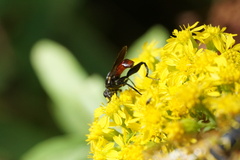 Chalcosyrphus piger